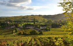 burgund-rundreise-landschaft-weinberge-0FN_0799
